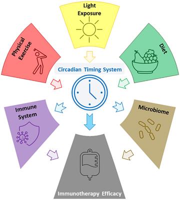 Circadian lifestyle determinants of immune checkpoint inhibitor efficacy